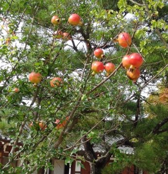 가을을 기다리는 과실들