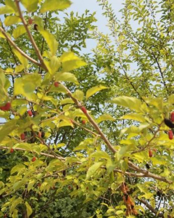 동헌이 품고있는 푸르른 여름