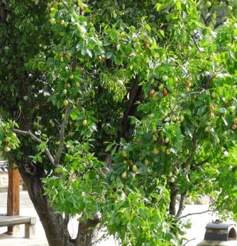 가을을 기다리는 과실들