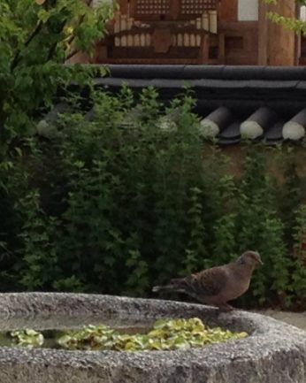 푹푹 찌는 무더위에도 돌확 위는 시원해요