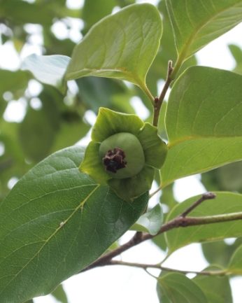 동헌이 품고있는 푸르른 여름