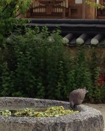 푹푹 찌는 무더위에도 돌확 위는 시원해요