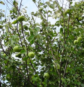 가을을 기다리는 과실들