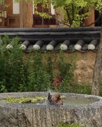 푹푹 찌는 무더위에도 돌확 위는 시원해요