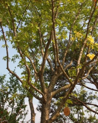 동헌이 품고있는 푸르른 여름