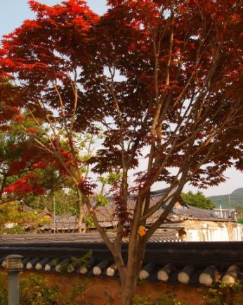 동헌이 품고있는 푸르른 여름