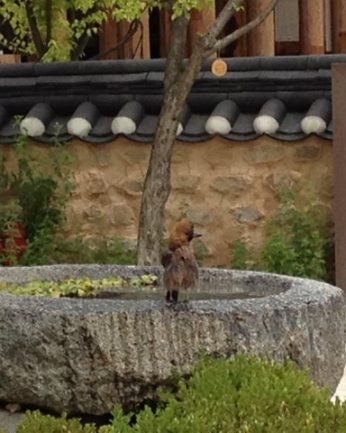 푹푹 찌는 무더위에도 돌확 위는 시원해요