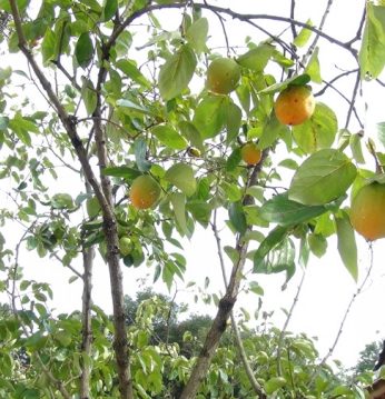 가을을 기다리는 과실들